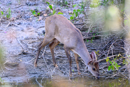 Deer in natural habitat, Sri Lanka.の写真素材