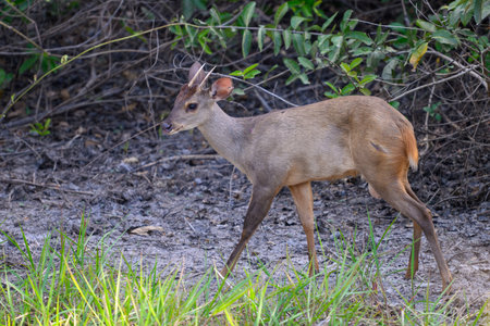 Gray Brocket deer in the Pantanal of Brazilの写真素材