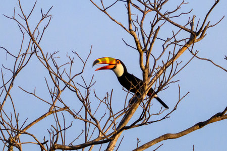 Toco Toucan perched in a tree of the Pantanal in Brazilの写真素材