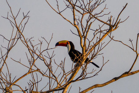 Toco Toucan perched in a tree of the Pantanal in Brazilの写真素材