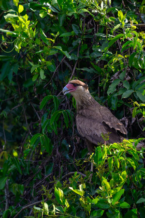 A Southern Crested Caracara in the brush of the Pantanal in Brazilの写真素材