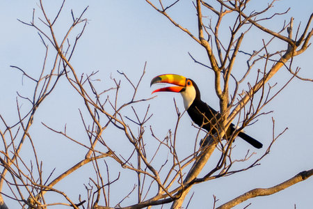 Toco Toucan perched in a tree of the Pantanal in Brazilの写真素材