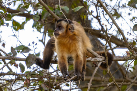 A Hooded Capuchin snacking in a tree of the Pantanal in Brazilの写真素材