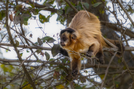 A Hooded Capuchin snacking in a tree of the Pantanal in Brazilの写真素材