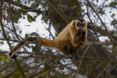 A Hooded Capuchin snacking in a tree of the Pantanal in Brazilの写真素材