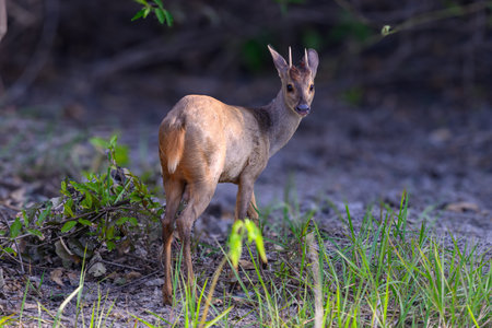 A Brocket deer in the Pantanal of Brazilの写真素材