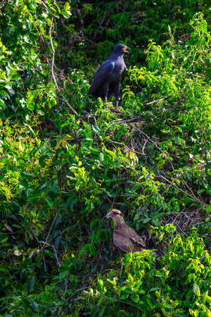 Great Black Hawk and Southern Crested Caracara perched in the brush of the Pantanal in Brazilの写真素材