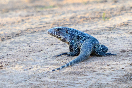 Black and White Tegu in the Pantanal of Brazilの写真素材