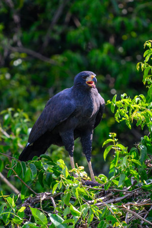 Great Black Hawk on a perch with lunch in the Pantanal of Brazilの写真素材