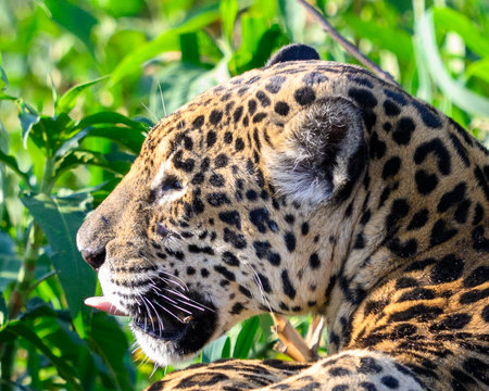 Portrait of a Jaguar in the Pantanalの写真素材