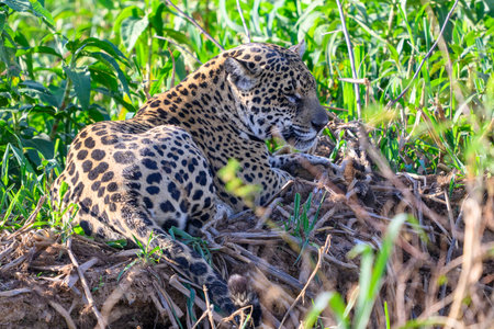 A resting Jaguar on the river bank in the Pantanalの写真素材