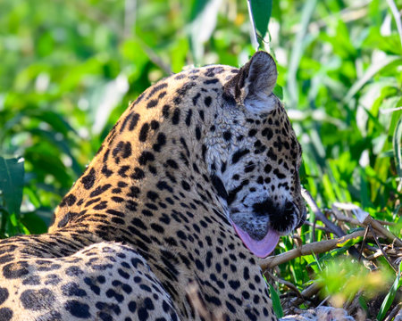 Jaguar cleaning himself on the riverbank in the pantanalの写真素材