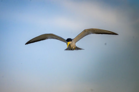 Large billed Tern in flight in the Pantanalの写真素材