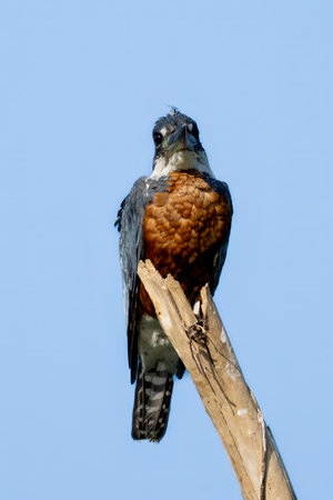 Ringed Kingfisher perched on a branch in the Pantanalの写真素材