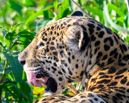 Jaguar in the Pantanal, Brazil. Close up.の写真素材