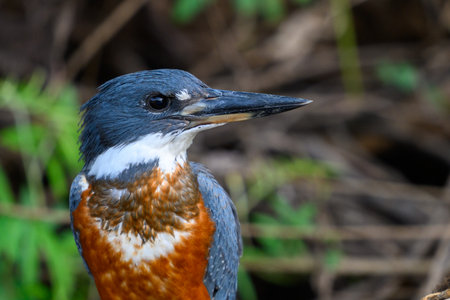Ringed Kingfisher perched on a branch in the Pantanalの写真素材