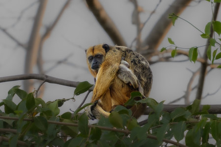 Monkey in a tree with her babyの写真素材