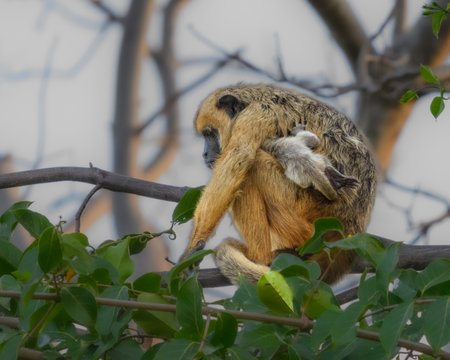 Howler Monkey in a tree with her babyの写真素材