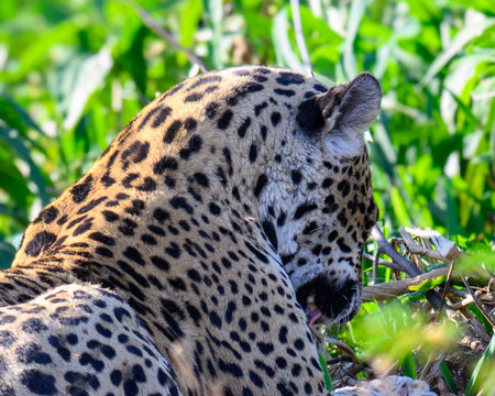 Jaguar cleaning his fur along the riverbankの写真素材