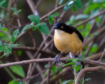 Black-crested Laughingthrush perching on a branchの写真素材