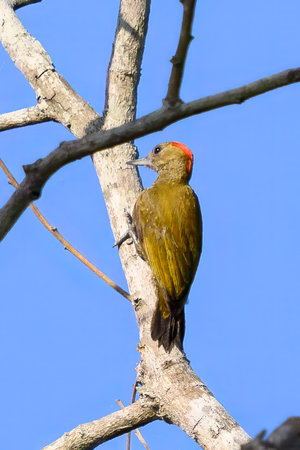 Golden Green Woodpecker on a tree in the Pantanalの写真素材