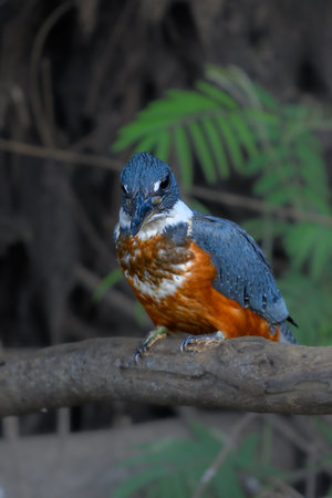 Ringed Kingfisher perched on a branch in the Pantanalの写真素材