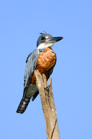 Ringed Kingfisher perched on a branch in the Pantanalの写真素材