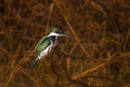 Kingfisher perched above the riverの写真素材
