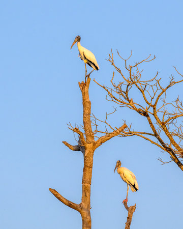 Wood stork on a tree in the Pantanal in Brazilの写真素材