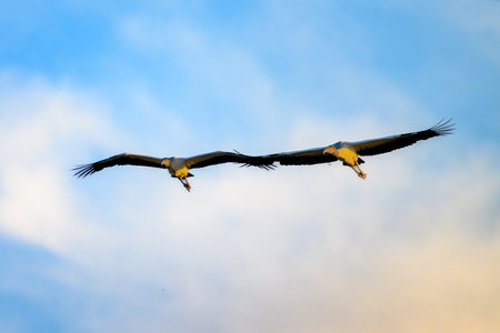 Wood Storks in flight across the Pantanal in Brazilの写真素材