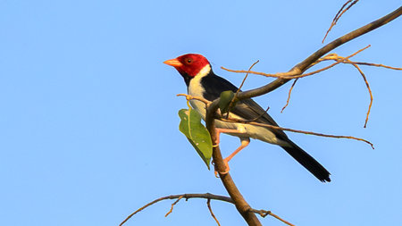 Yellow-billed Cardinal perched in a tree in the Pantanal of Brazilの写真素材