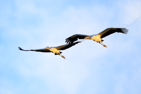 Wood Storks in flight across the Pantanal in Brazilの写真素材