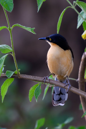 A Black-capped Donacobius perched in the brush in the Pantanal of Brazilの写真素材