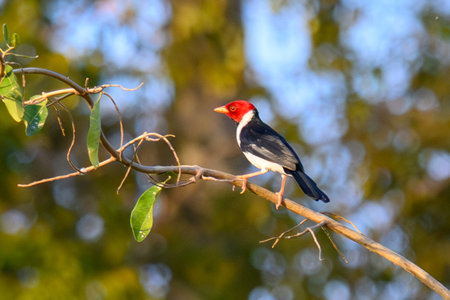 Yellow-billed Cardinal perched in a tree in the Pantanal of Brazil