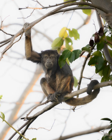 Hooded Capuchin in a tree of the Pantanalの写真素材
