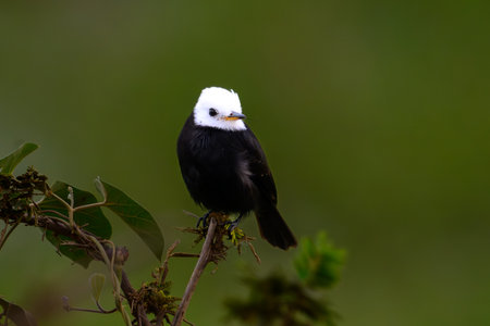 White-headed Marsh-tyrant perched on a branch in the Pantanalの写真素材