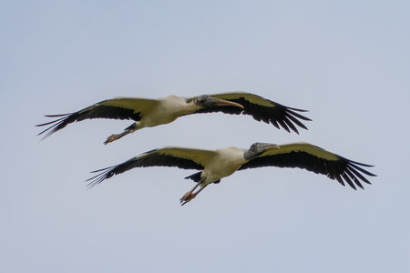 Wood Storks in flight across the Pantanalの写真素材