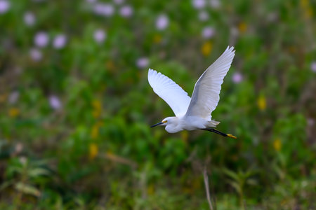 A Snowy Egret in flight in the Pantanalの写真素材