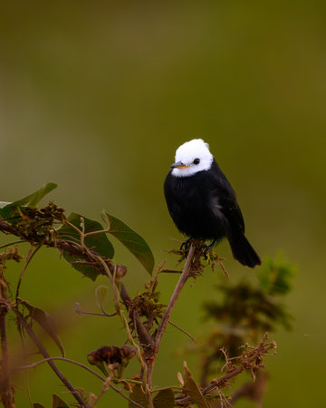 White-headed Marsh-tyrant perched on a branch in the Pantanalの写真素材