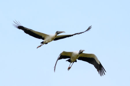 Wood Storks in flightの写真素材