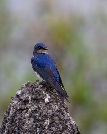 A Gray Breasted Martin resting on termite mound in the Pantanal of Brazilの写真素材