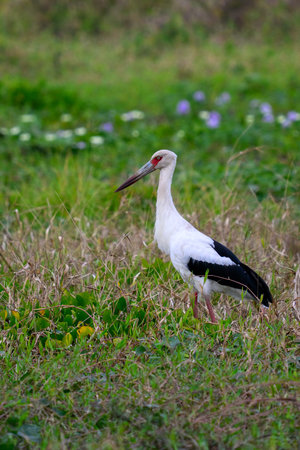 Maguari Stork in a swamp in the Pantanal of Brazilの写真素材