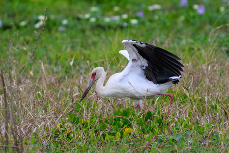Maguari Stork in a swamp in the Pantanal of Brazilの写真素材