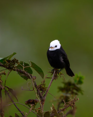 A White Headed Marsh Tyrant perched on the limb of some brush in the Pantanal of Brazilの写真素材