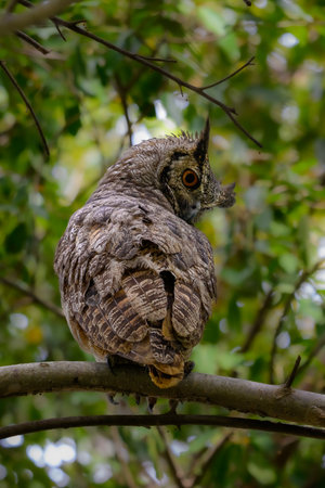 Great Horned Owl (Bubo virginianus) perched on a branch in the Pantanalの写真素材