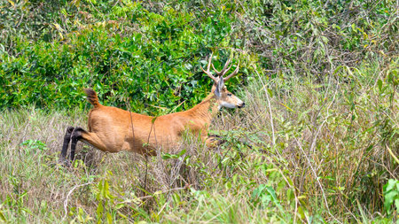 Marsh Deer in the brush and swamp of the Pantanal in Brazilの写真素材