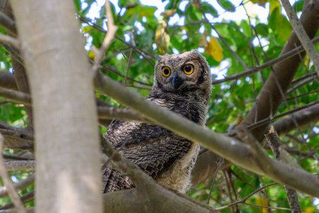 Great horned owl (Bubo virginianus) in a tree in the Pantanalの写真素材