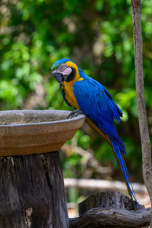 Blue-and-yellow macaw at a watering bowl near a lodge in the Pantanalの写真素材