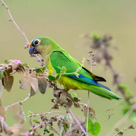 A Peach Fronted Parakeet sitting on a branch in the brush in the Pantanalの写真素材