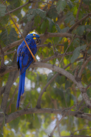 Hyacinth macaw on a branch of a tree in the Pantanalの写真素材